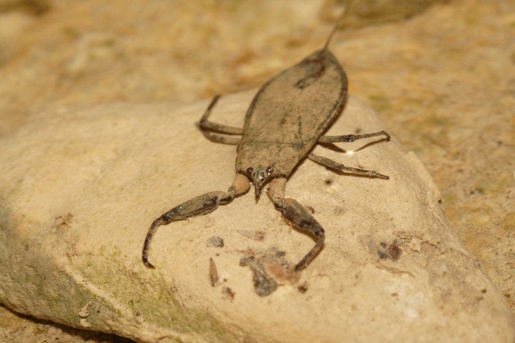 Nuovo sito di Ululone: ricco ed affollato!